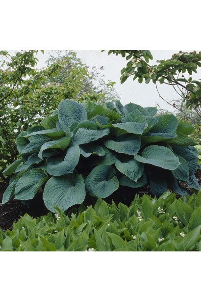 Hosta ’Big Daddy’ листя